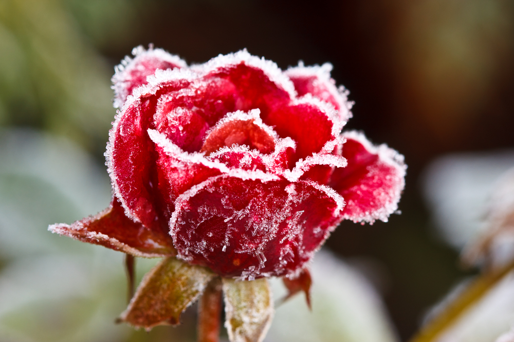 Roses Wintercare | Goodgardn.co.uk
