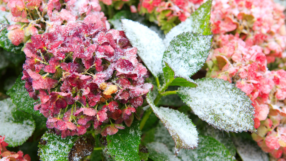 How to Care for Flowers During the Winter