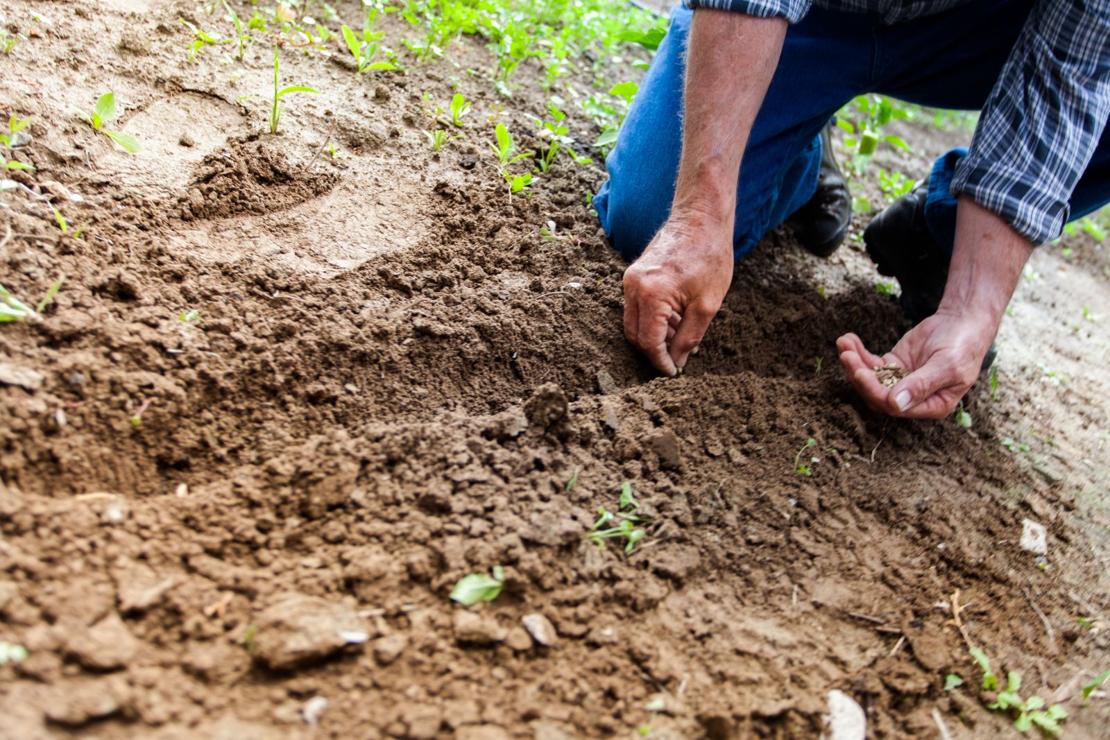 Hands in dirt