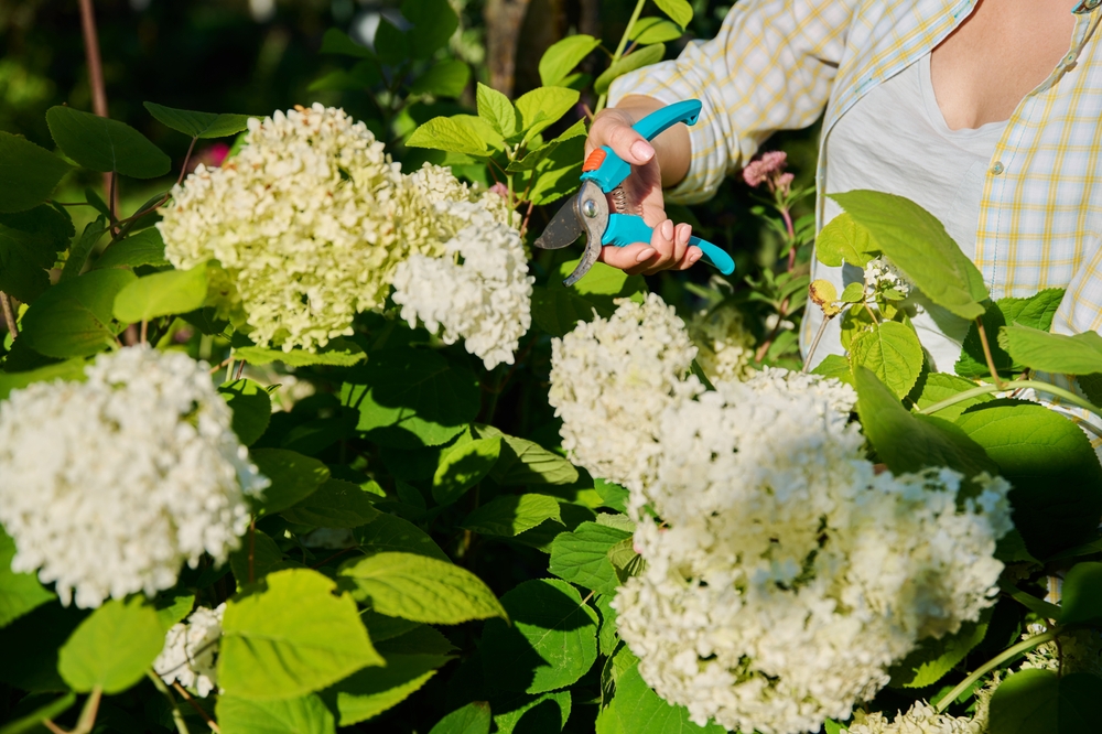 Hydrangea cuttings