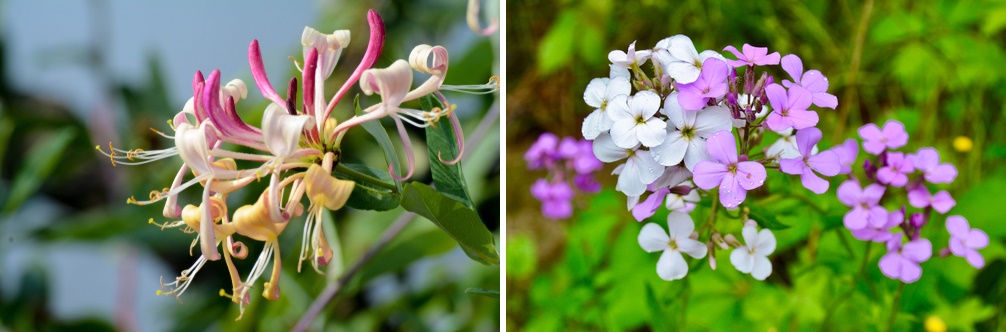 Honeysuckle