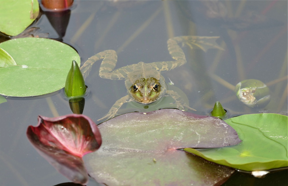 Frog in a pond