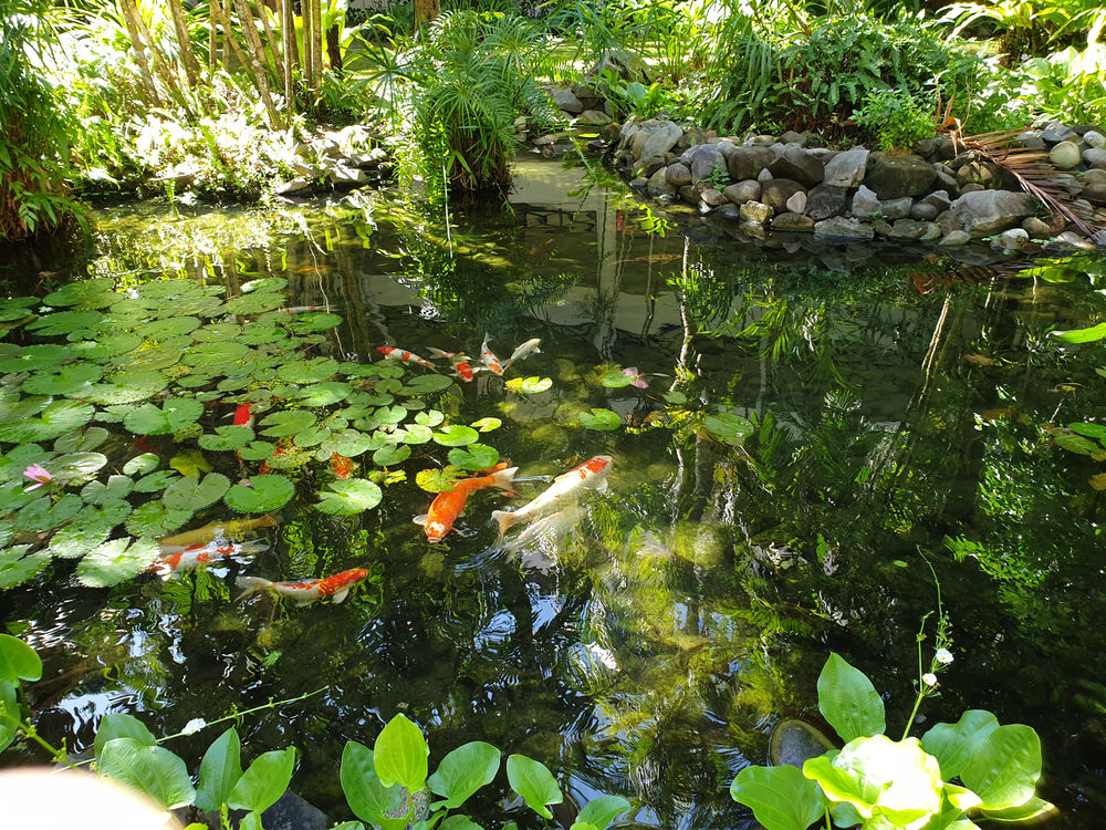 Natural pond