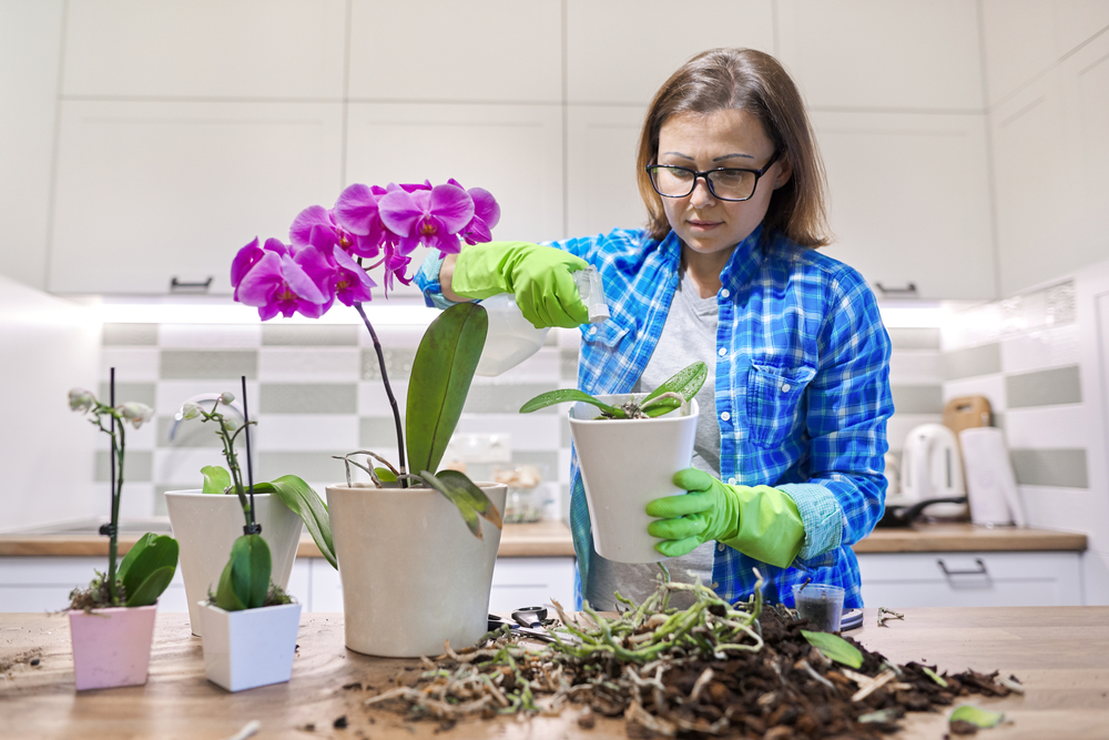 Orchid cuttings