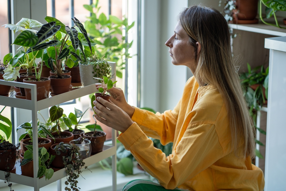 Pancake plant cuttings