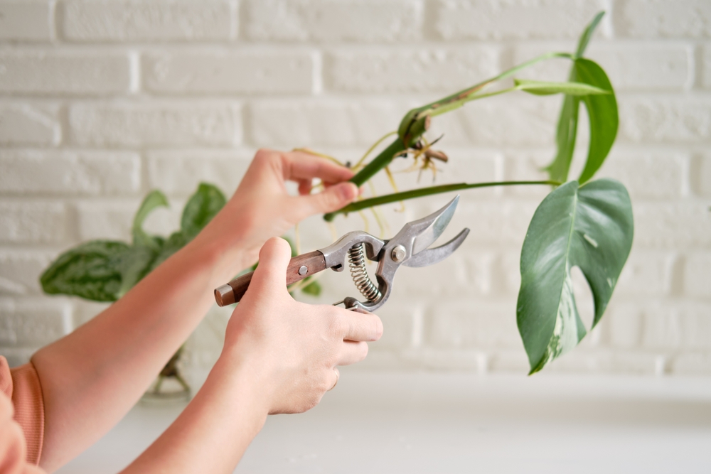 Monstera cuttings