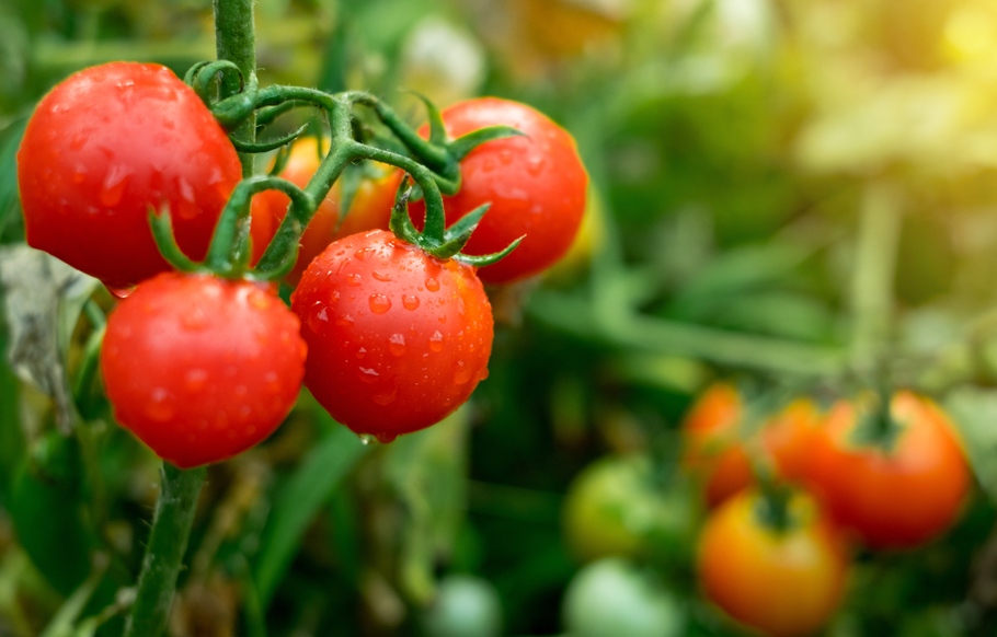 ontmoeten luisteraar ontsmettingsmiddel Kweek Je Eigen Tomatenplant | In 7 Stappen Verse Groente