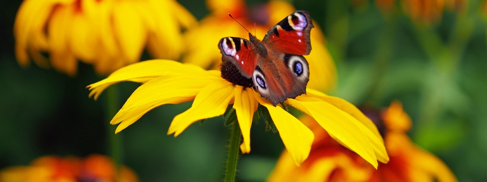 Herfstplanten voor bijen en vlinders in je tuin