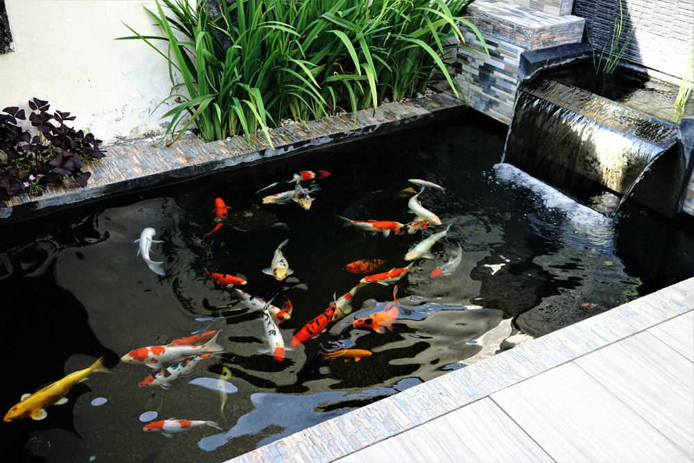 Beautiful pond with water lilies