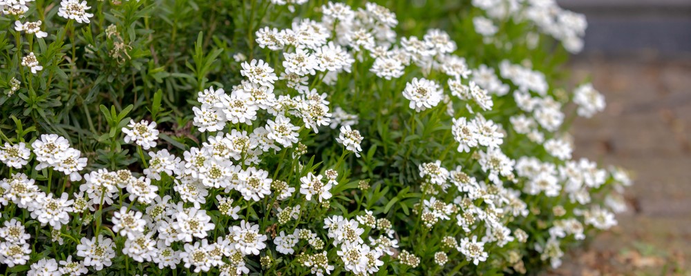 Iberis sempervirens