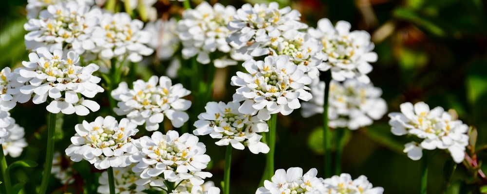 Iberis sempervirens