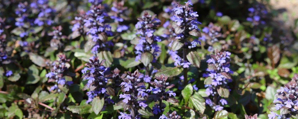 Ajuga reptans