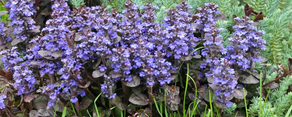 Ajuga reptans