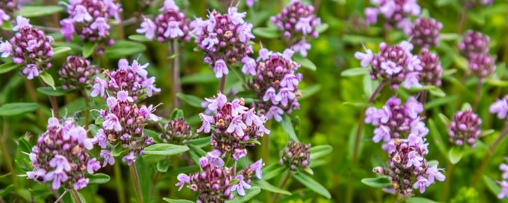 Creeping Thyme