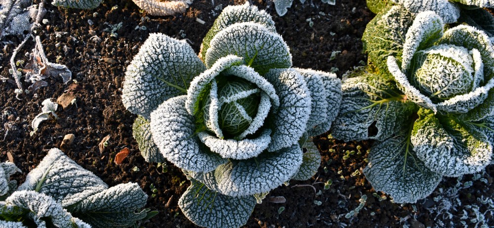 Wintergroente kweken in moestuin